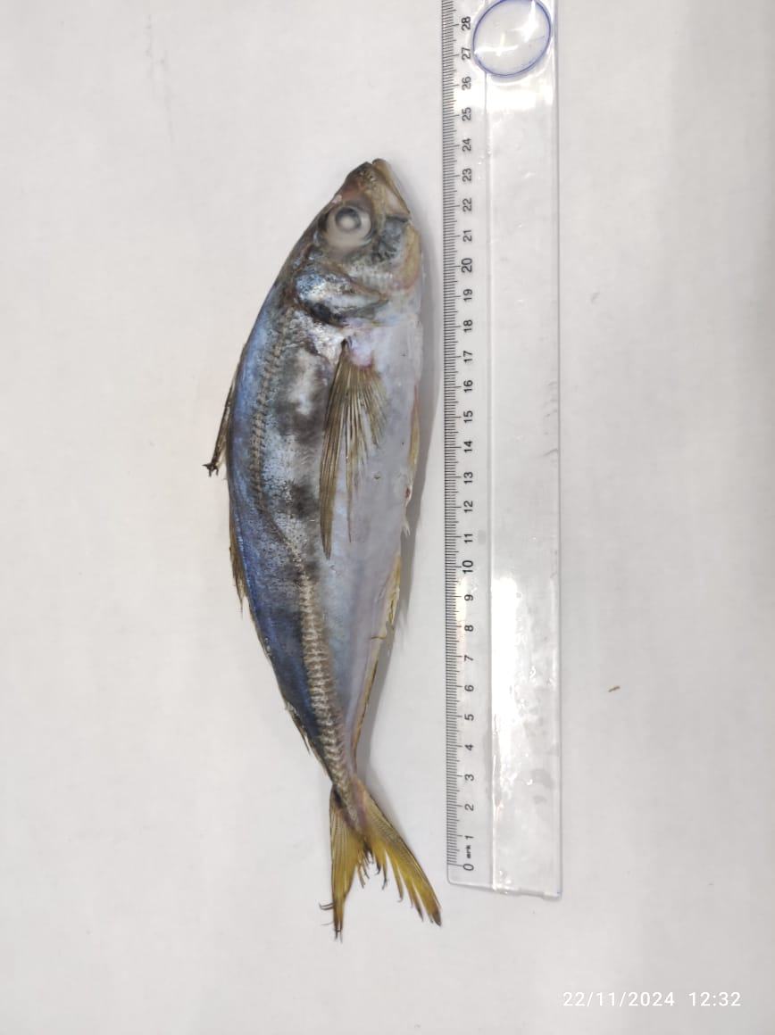 Chinchard — Entier, photo 3
