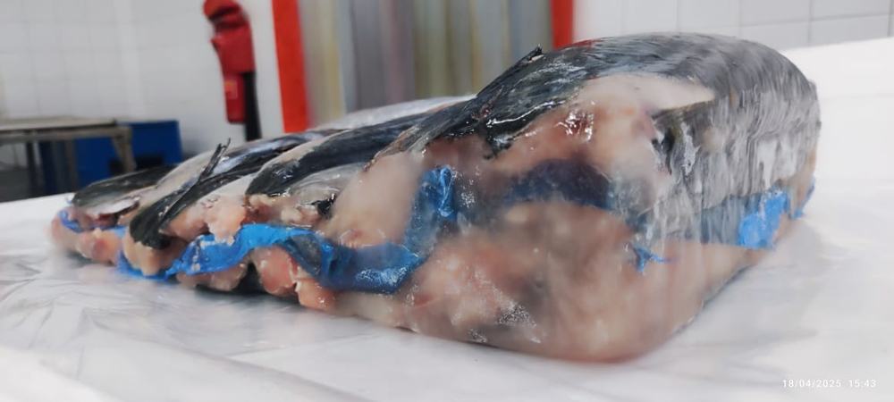 Bonite — Filet bloc, photo 3