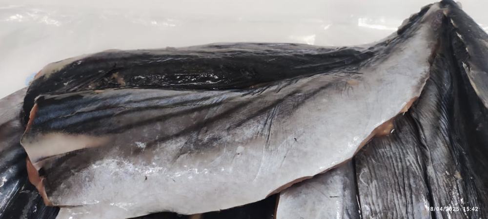 Bonite — Filet bloc, photo 4