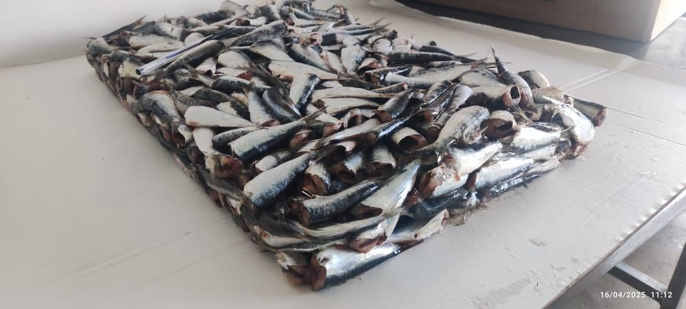 Sardine — 2ème choix, photo 2