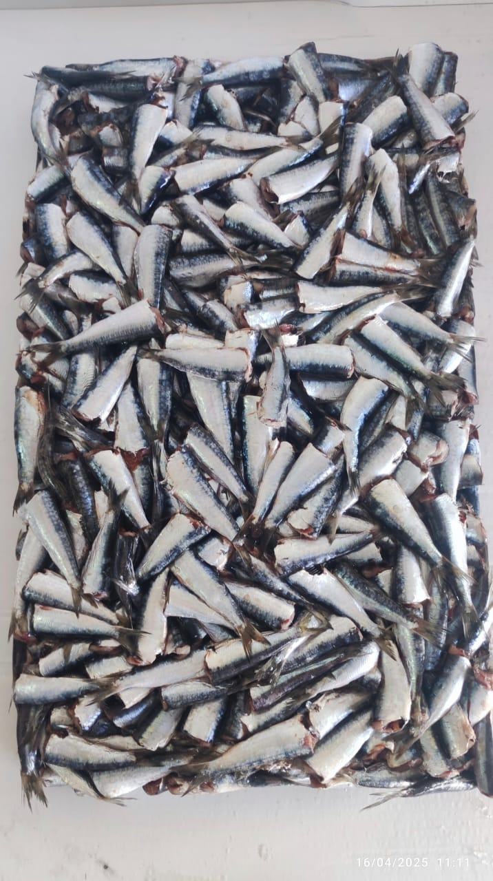 Sardine — 2ème choix, photo 3