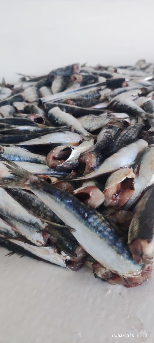 Sardine — 2ème choix, photo 6