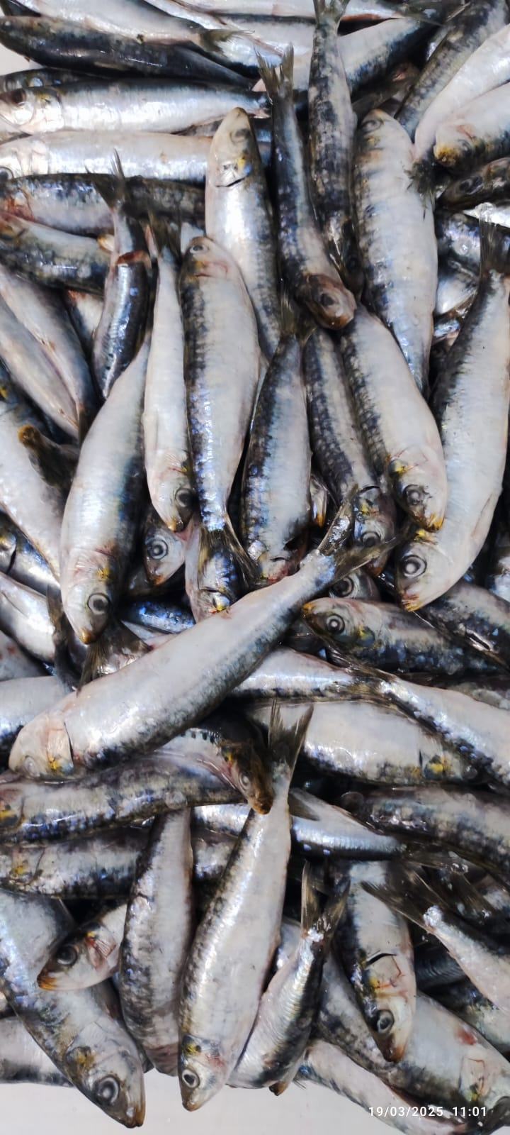 Sardine — Entière bloc HG/HGT, photo 4
