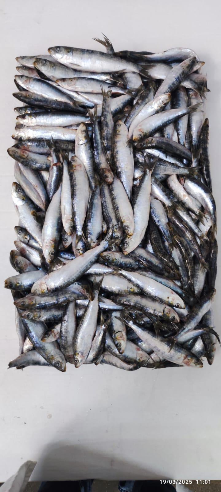 Sardine — Entière bloc HG/HGT, photo 5