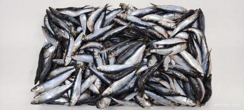 Sardine — Entière bloc HG/HGT, photo 7