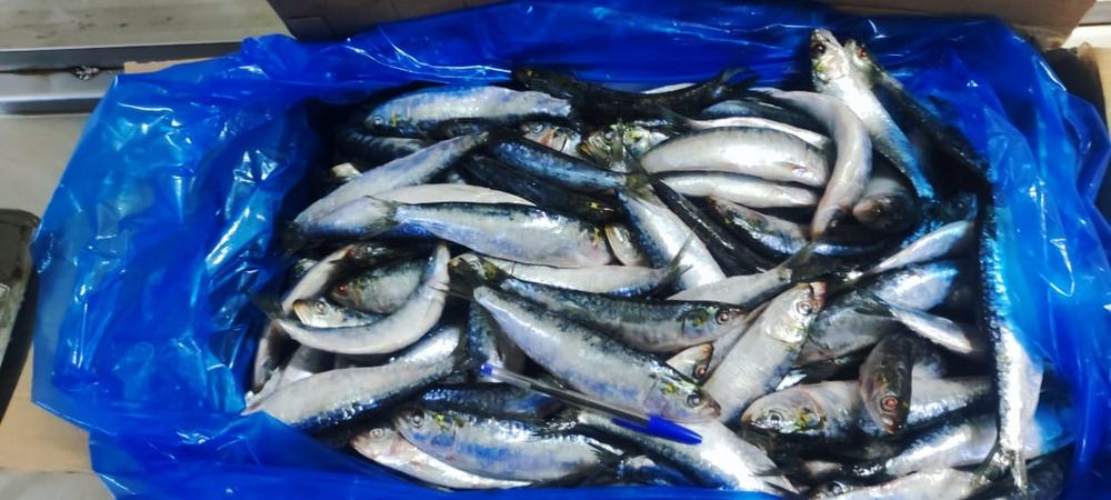 Sardine — Entière IQF, photo 3