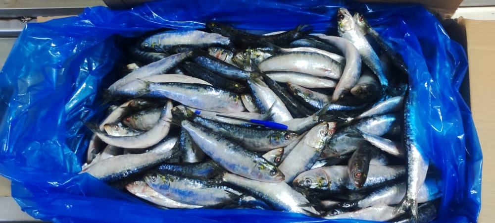Sardine — Entière IQF, photo 5