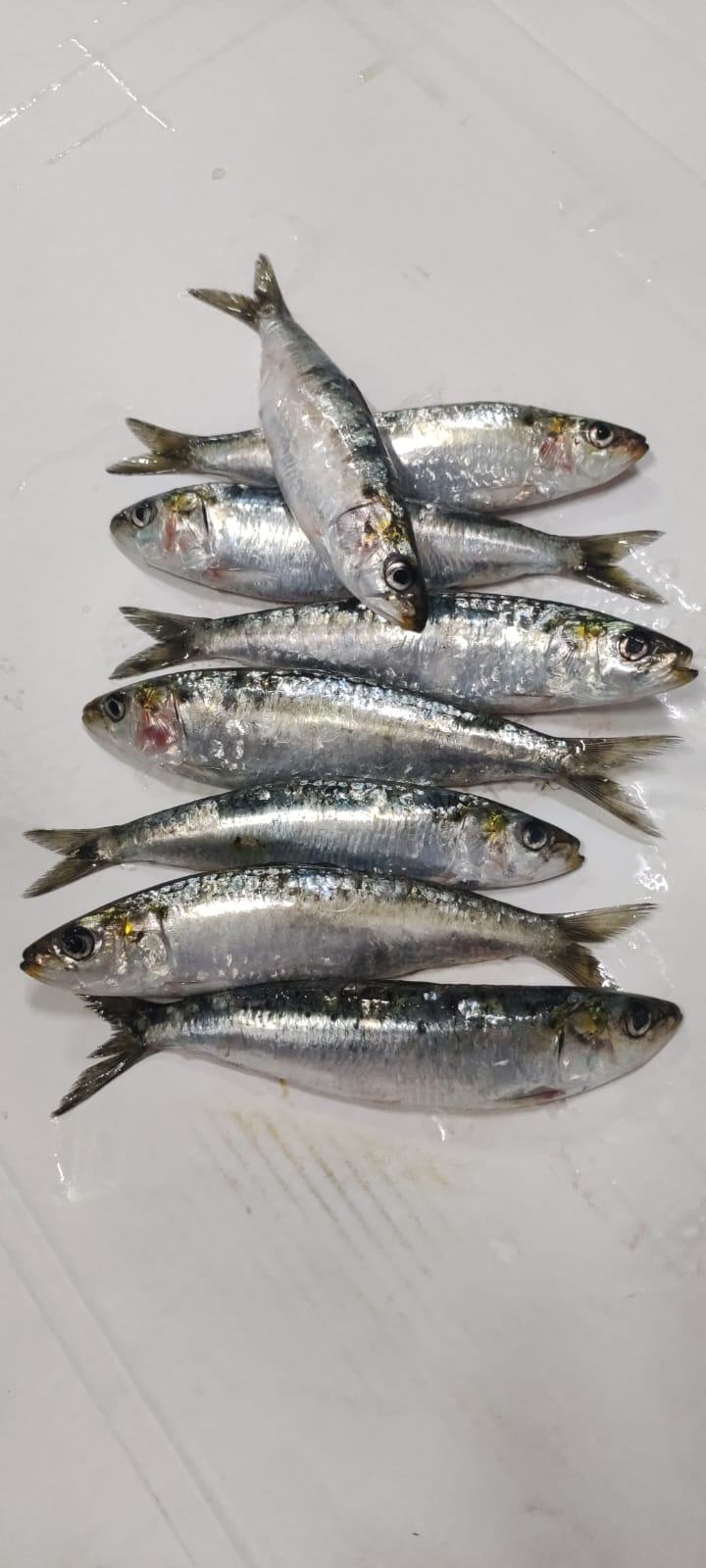 Sardine — Entière IQF, photo 6