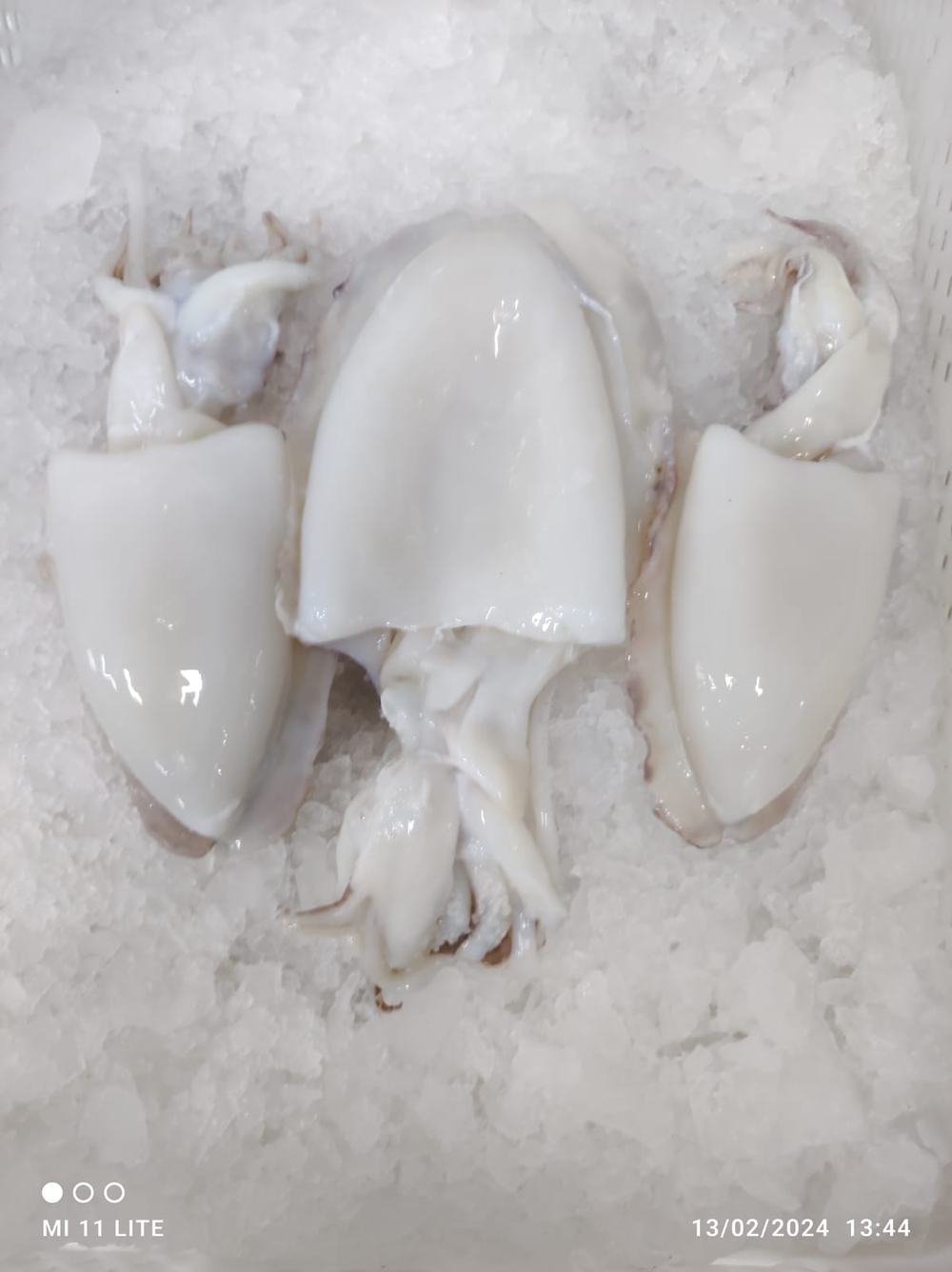 Seiche — Nettoyée, photo 6